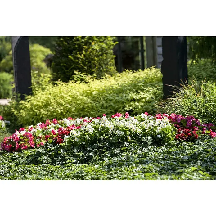 Piardino Begonie -  - Blumenbeet mit farbenprächtigen Begonien in Rot, Weiß und Rosa, umgeben von üppigem Grün und Sträuchern. Dekorative Grabbepflanzung.