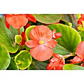 Begonia semperflorens 10 Volumina extra