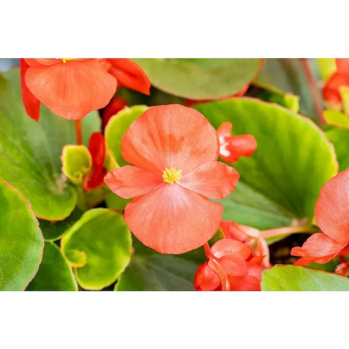 Piardino Begonie -  - Nahaufnahme einer leuchtend orangefarbenen Begonienblüte mit grünen Blättern. Perfekt für den Garten oder als Zimmerpflanze.