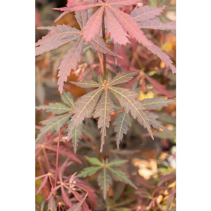 Piardino Fächerahorn - Acer palmatum in Sorten - Nahaufnahme von roten Ahornblättern mit markanten Blattadern, die die Schönheit der Natur hervorheben.