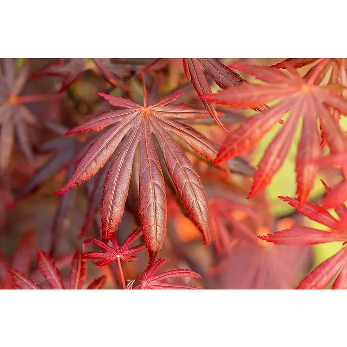 Piardino Fächerahorn - Acer palmatum in Sorten - Nahaufnahme von roten Ahornblättern, die filigrane Details und die lebendige Farbe der Blätter hervorhebt.