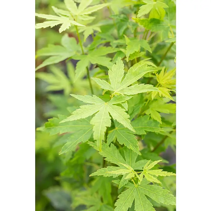Piardino Fächerahorn - Acer palmatum in Sorten - Nahaufnahme von hellgrünen Ahornblättern, die ihre filigrane Textur und frische Farbe zeigen, ideal für Garten- und Naturliebhaber.