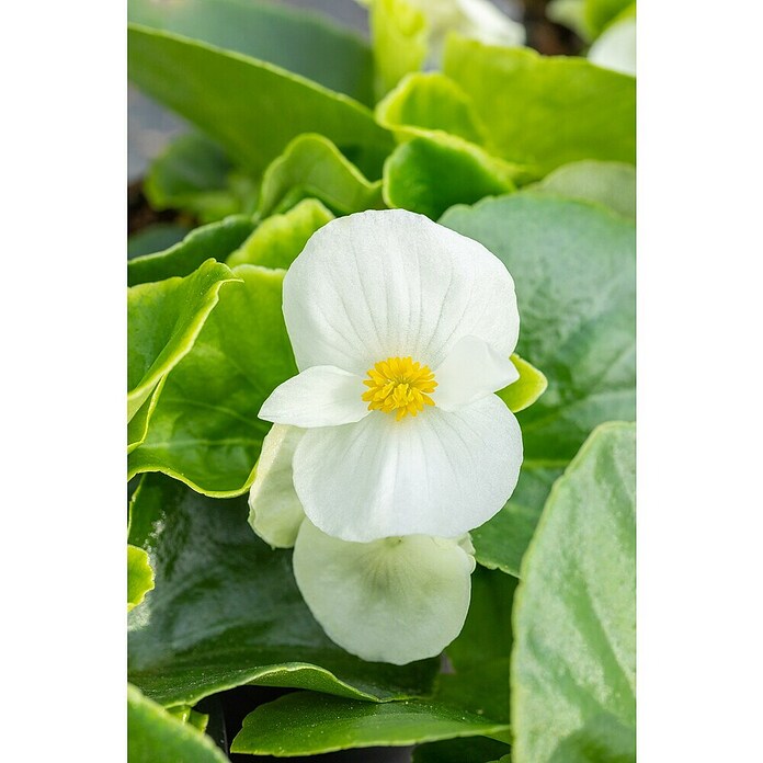 Begonia semperflorens 10 Volumina extra