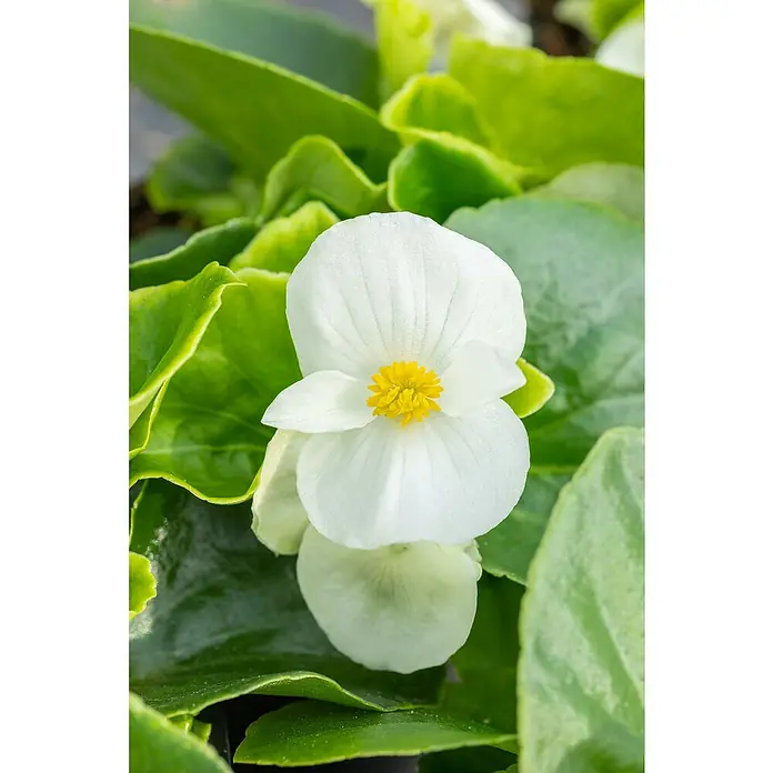 Piardino Begonie -  - Nahaufnahme einer weißen Begonienblüte mit leuchtend gelber Mitte, umgeben von sattgrünen Blättern. Perfekt für Garten und Balkon.