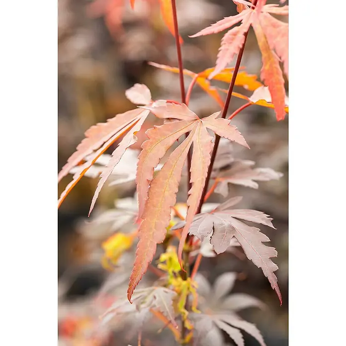 Piardino Fächerahorn - Acer palmatum in Sorten - Nahaufnahme von Ahornblättern in warmen Herbstfarben, die die feine Textur und die lebendigen Farbtöne des Herbstes zeigen.