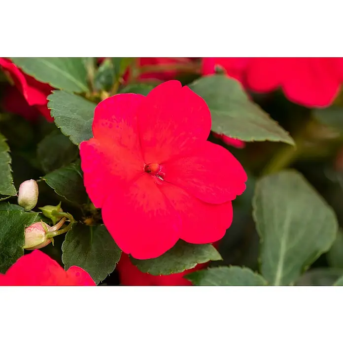 Fleißiges Lieschen - Impatiens walleriana, Topfgröße: 11 cm, Sortenabhängig - Nahaufnahme einer leuchtend roten Impatiens-Blume mit grünen Blättern, die die Schönheit der Natur und florale Details hervorhebt.