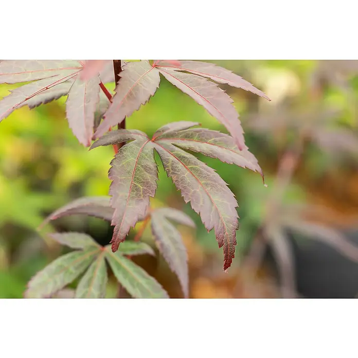 Piardino Fächerahorn - Acer palmatum in Sorten - Nahaufnahme von rot-grünen Ahornblättern, die mit ihrer filigranen Struktur und Farbgebung die Schönheit der Natur zeigen.