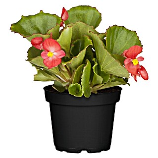 Piardino Begonie (Begonia semperflorens, Topfgröße: 11 cm, Sortenabhängig)