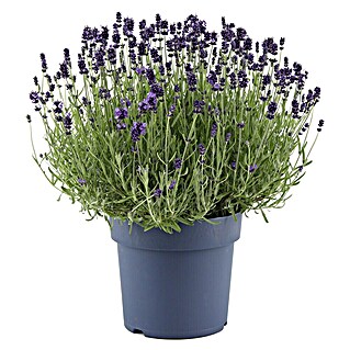 Lavendel 6er Pack (Lavendula angustifolia, Topfgröße: 9 cm, Violettblau)