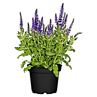 Piardino Garten-Blüten-Salbei (Salvia nemorosa 'Blue Bouquetta' oder 'Marvel Bicolor', Topfgröße: 17 cm, Blütenfarbe: Sortenabhängig)