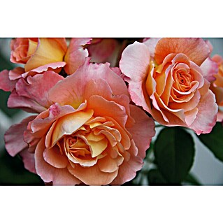 Beetrose Muttertagsrose (Rosa Hybride, Topfvolumen: 5 l, Blütenfarbe: Sortenabhängig)