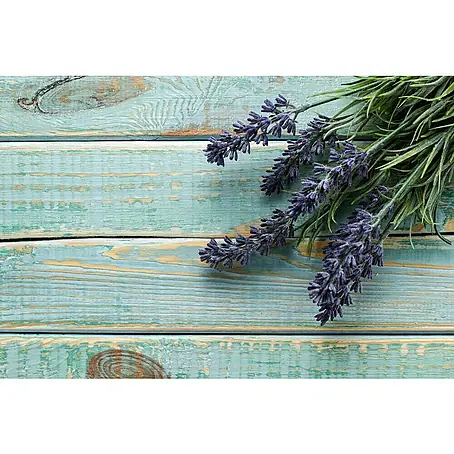 Lavendel
