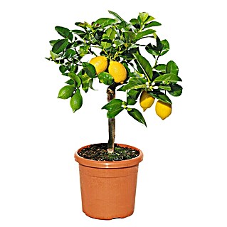 Zitronenbaum (Citrus limon, Topfgröße: 35 cm)
