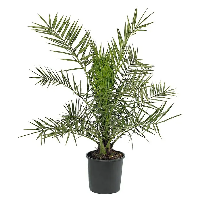 Olivenbaum (Olea europaea, Topfgre: 21 cm) | BAUHAUS