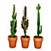 Cactus Euphorbias 