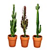 Cactus Euphorbias (Euphorbia ingens, Tamaño de maceta: 18 cm) | BAUHAUS