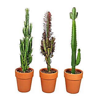 Cactus Euphorbias (Euphorbia ingens, Tamaño de maceta: 18 cm)