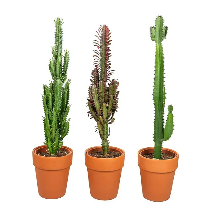 Cactus Euphorbias - Euphorbia ingens, Tamaño de maceta: 18 cm - Tres cactus Euphorbia en macetas de terracota, aportando un toque moderno y natural a cualquier espacio.