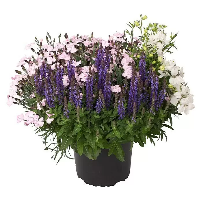 Piardino StaudeStauden in Arten & Sorten, Topfgröße: 23 cm