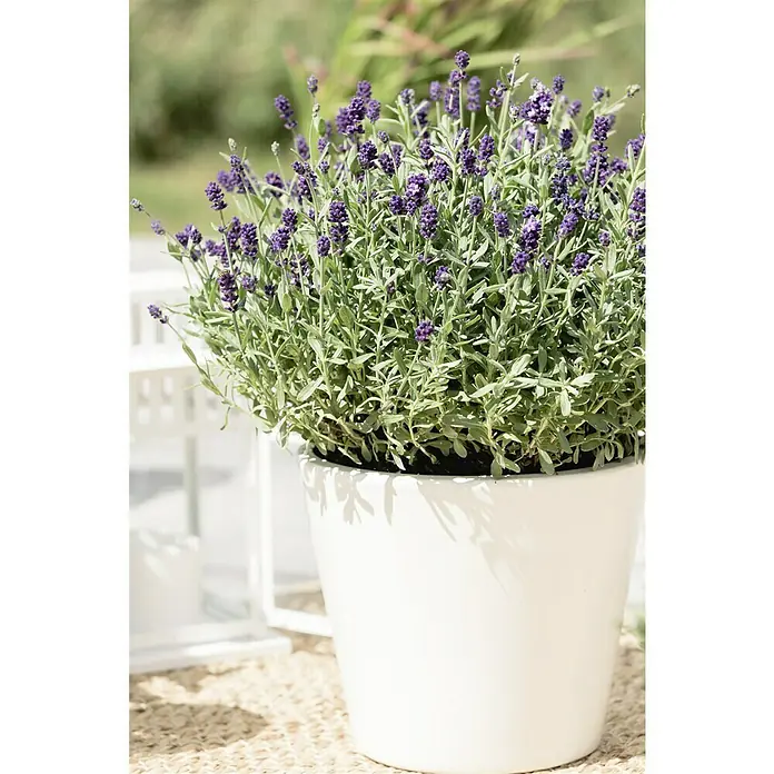 Piardino Lavendel - Lavandula angustifolia, Blau/Lila - Nahaufnahme einer Lavendelpflanze in einem weißen Topf. Die violetten Blüten heben sich schön von den grünen Blättern ab. Perfekt für den Garten.