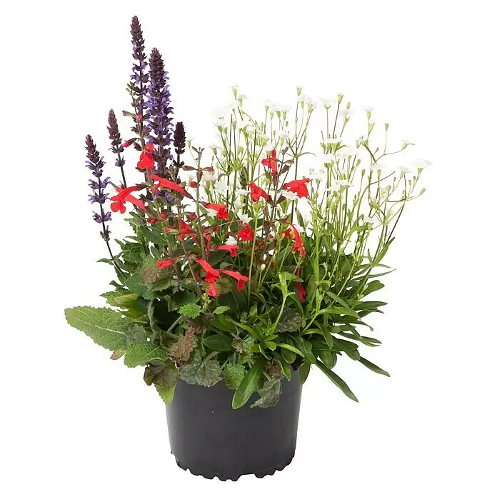Piardino Stauden-Mix Trio - Topfgröße: 13 cm - Dekorative Topfpflanze mit lila Ährenblüten, roten Röhrenblüten und kleinen weißen Blüten mit grünem Laub in einem schwarzen Topf.