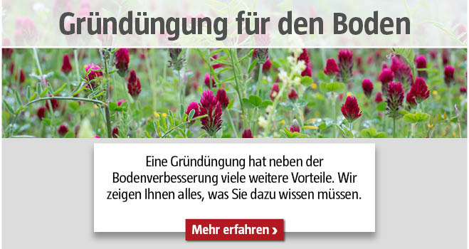 Gründüngung