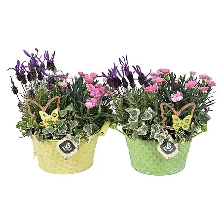 Piardino  Pflanzenarrangement