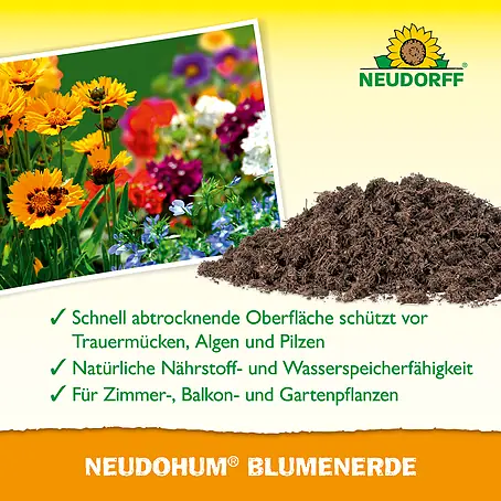 ufopflanze drauen Ufopflanze (Pilea peperomioides) kaufen