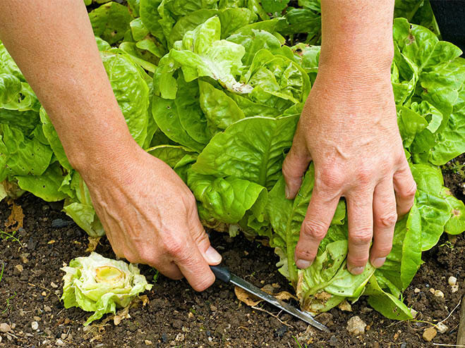 Gemüsepflanzen im Beet