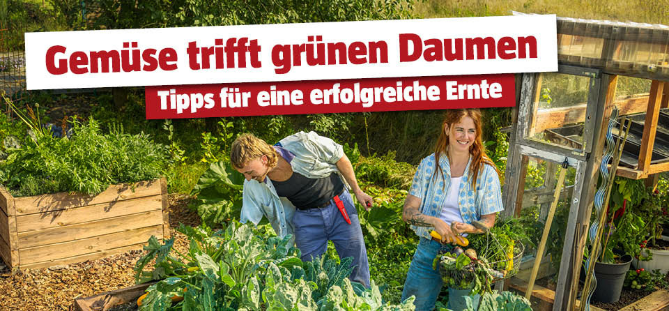 Erfolgreiche Ernte