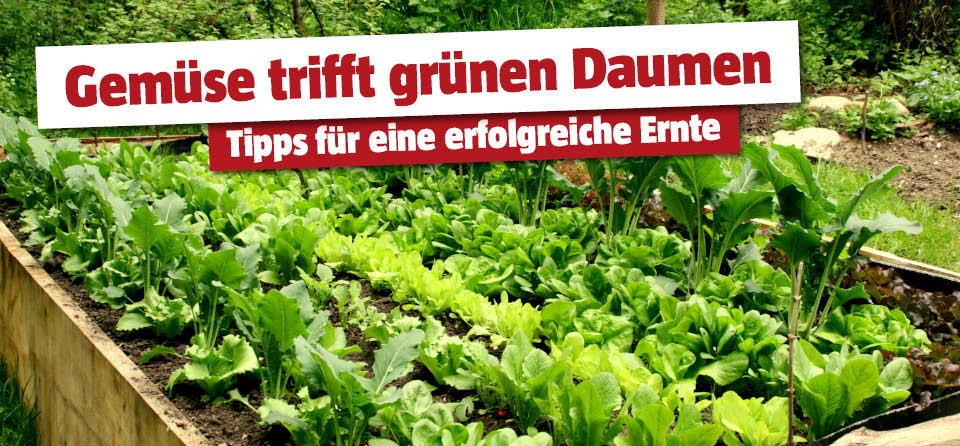 Erfolgreiche Ernte