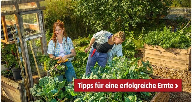 Tipps zur erfolgreichen Ernte