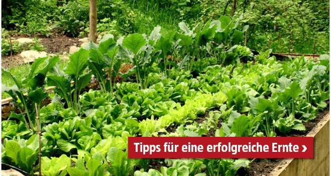 Tipps zur erfolgreichen Ernte