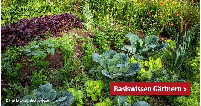 Basiswissen Gärtnern