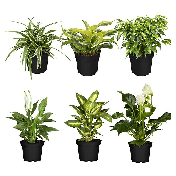 Zimmerpflanzen-Set - Air fresh - 6 tlg. online kaufen bei BAUHAUS