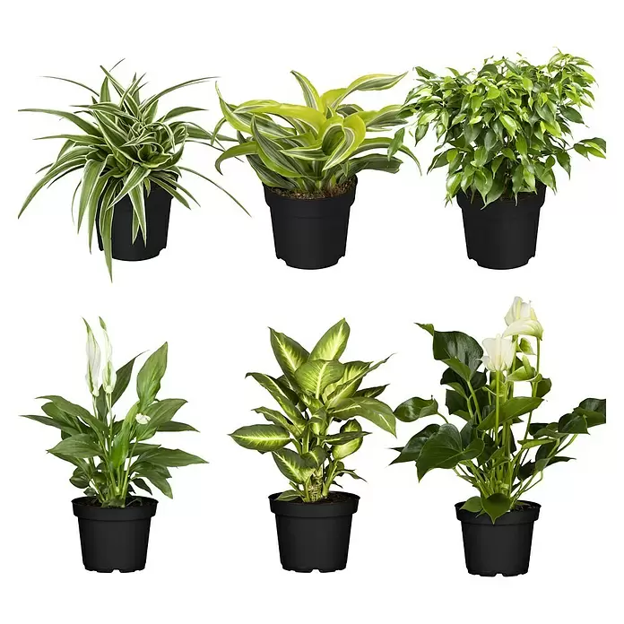 Zimmerpflanzen-Set - Air fresh - 6 tlg. - Sechs verschiedene grüne Zimmerpflanzen in schwarzen Töpfen.