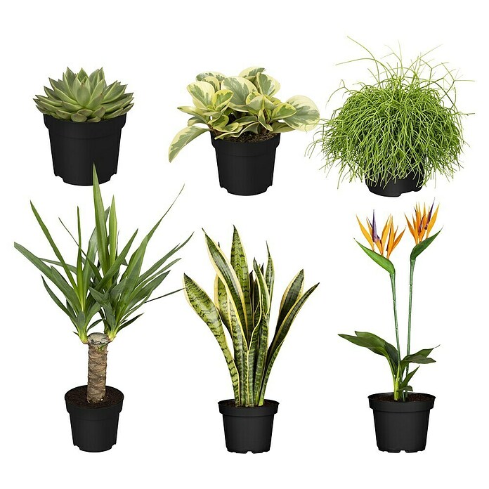 Zimmerpflanzen-Set - Sonniges Bro - 6 tlg. online kaufen bei BAUHAUS