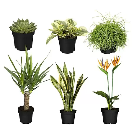 Zimmerpflanzen-Set