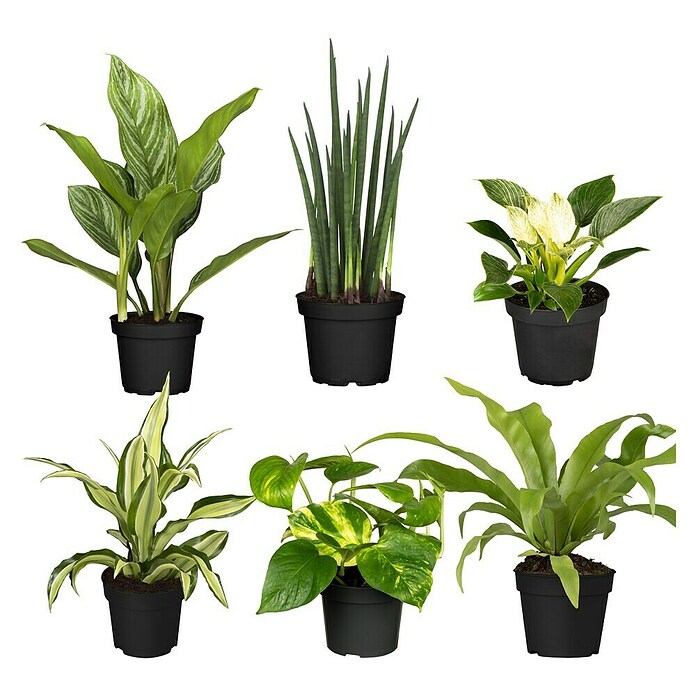 Zimmerpflanzen-Set - Dunkle Ecke - 6 tlg. online kaufen bei BAUHAUS