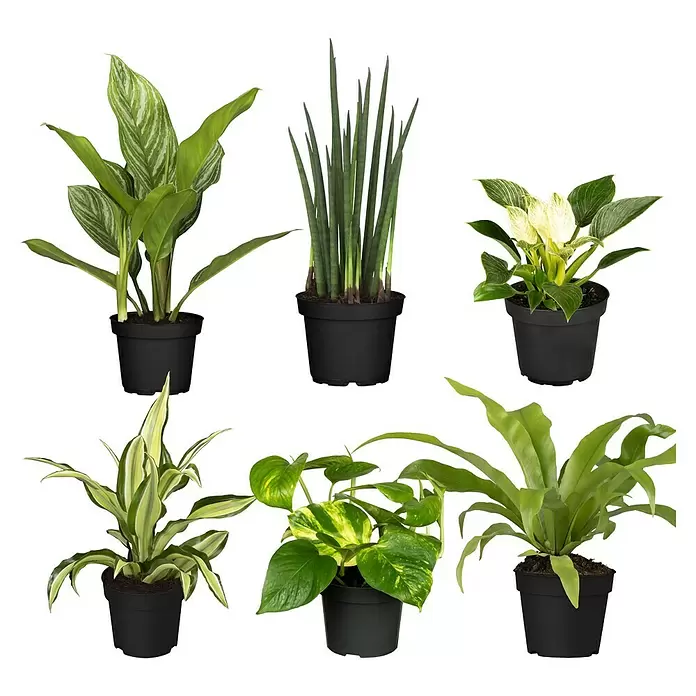 Zimmerpflanzen-Set - Dunkle Ecke - 6 tlg. online kaufen bei BAUHAUS
