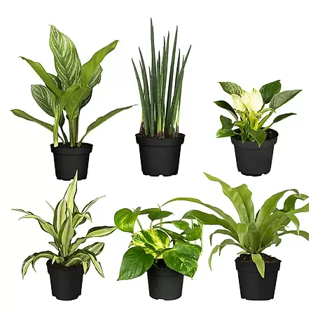 Zimmerpflanzen-Set