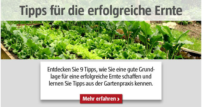Erfolgreiche Ernte