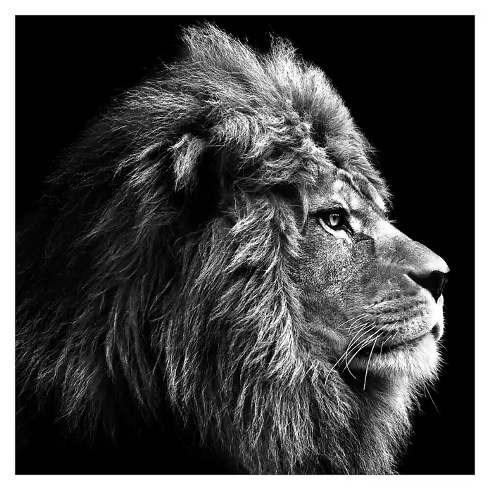 ProArt Glasbild - Grey Lion Head, B x H: 30 x 30 cm - Schwarzweißporträt eines majestätischen Löwen, der seine Kraft und Würde in perfekter Detailtreue zeigt.