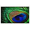 Cuadro de vidrio Turkey feathers (Plumas de pavo, 120 x 70 cm, Vidrio)