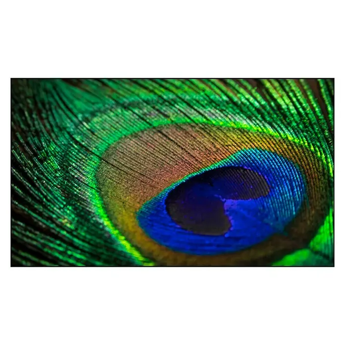 Cuadro Turkey feathers - Plumas de pavo, An x Al: 120 x 70 cm - Primer plano de una pluma de pavo real que muestra los colores vibrantes y los intrincados patrones de la pluma.