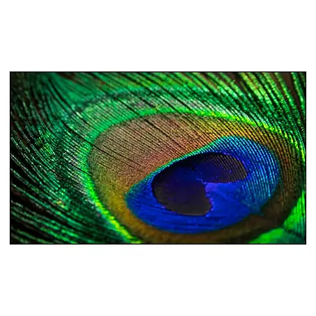 Cuadro de vidrio Turkey feathers
