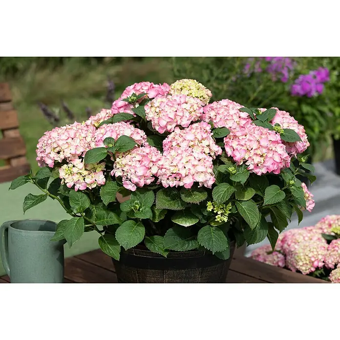 Piardino BauernhortensieHydrangea macrophylla, Hellrosa - Rosa Hortensie in einem Topf. Die Blüten sind üppig und die Blätter saftig grün. Ein dekoratives Element für Garten oder Terrasse.