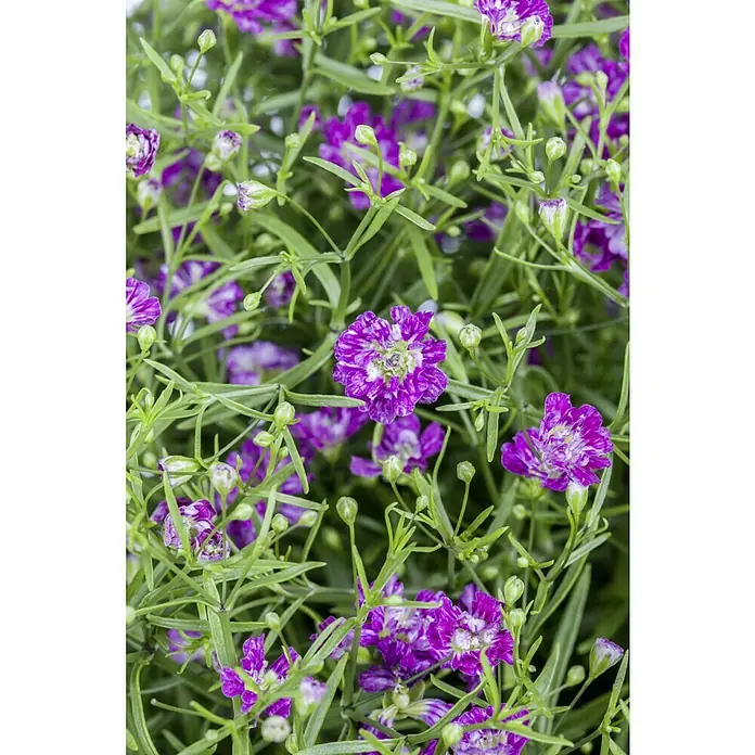 Piardino Mauer-Schleierkraut Gipsy - Gypsophila muralis, Rosa - Nahaufnahme von lila Gypsophila-Blüten mit grünen Blättern.