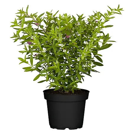 Piardino  Köcherblume