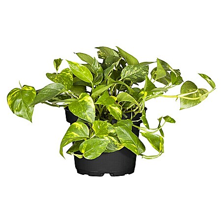 Piardino Efeutute (Epipremnum aureum, Topfgröße: 12 cm)